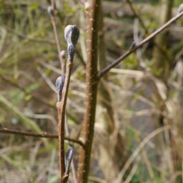 Aulne – gemmothérapie de bourgeons frais bio