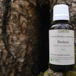 Bouleau – gemmothérapie de bourgeons frais bio