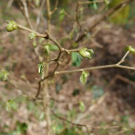 Noisetier- gemmothérapie de bourgeons frais bio