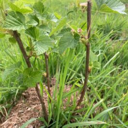 Cassis – gemmothérapie de bourgeons frais bio